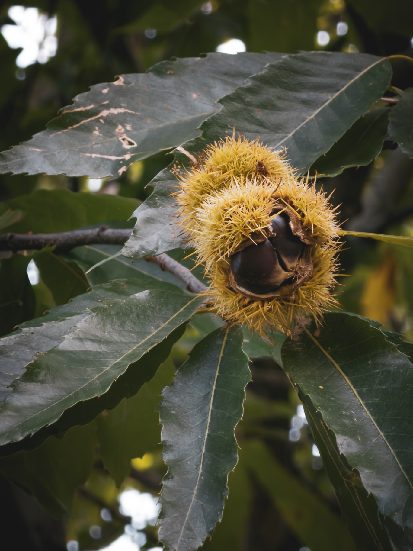 Riccio di castagne aperto su un castagno lungo il cammino nelle Serre Calabresi