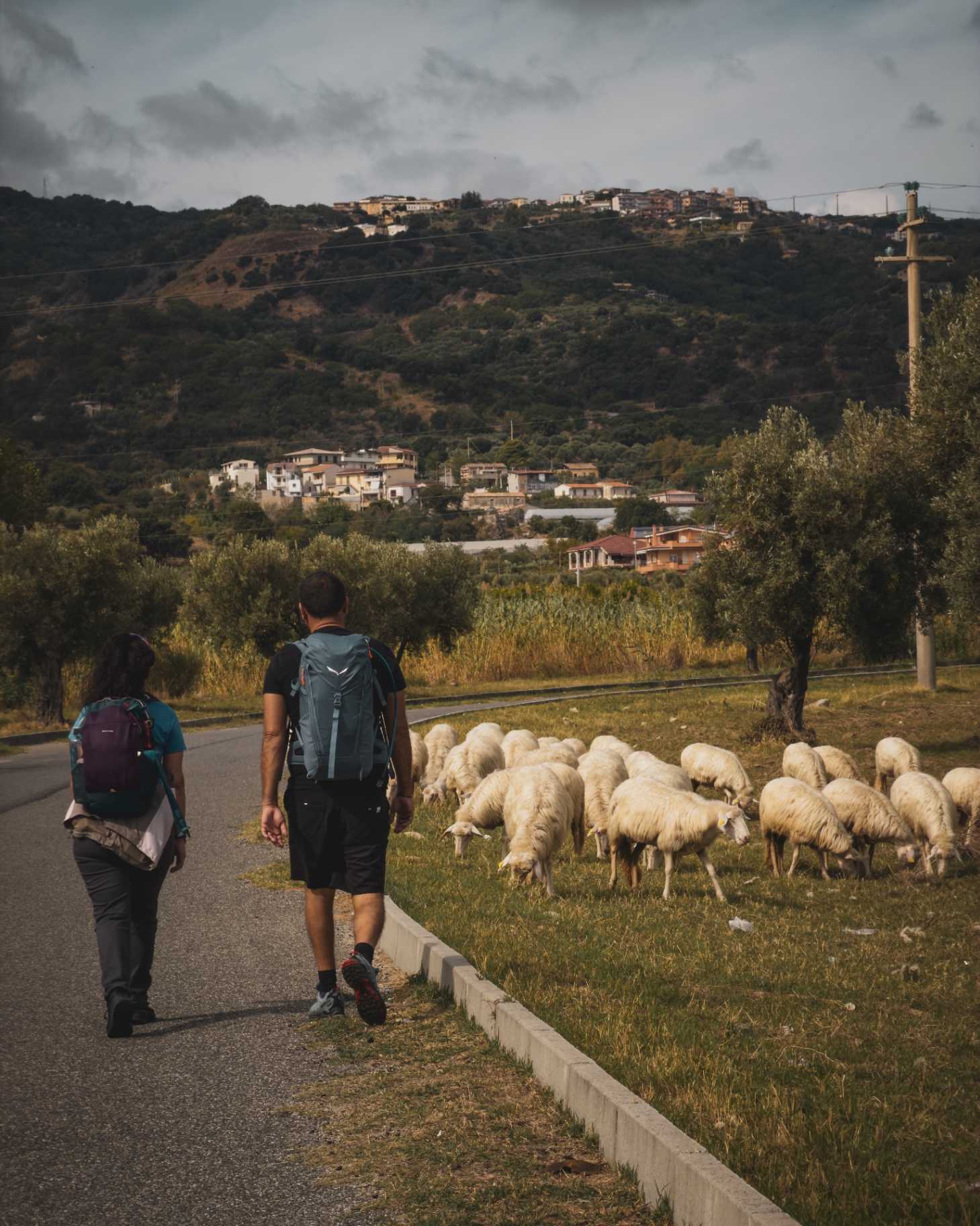 Compagni di cammino tra pecore al pascolo e borgo arroccato sullo sfondo