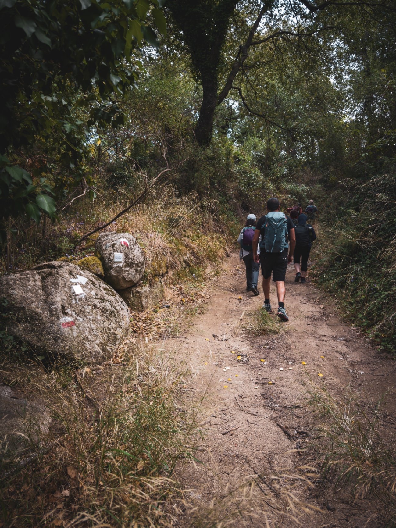 Camminatori di spalle che salgono un sentiero nel bosco con segnavia CAI bianco-rosso